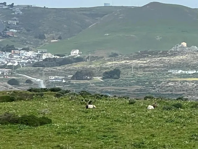 ▲看到有著大角的公鹿, 但是手機太不給力了! 他們距離剛剛的母鹿大概有兩嘜吧!