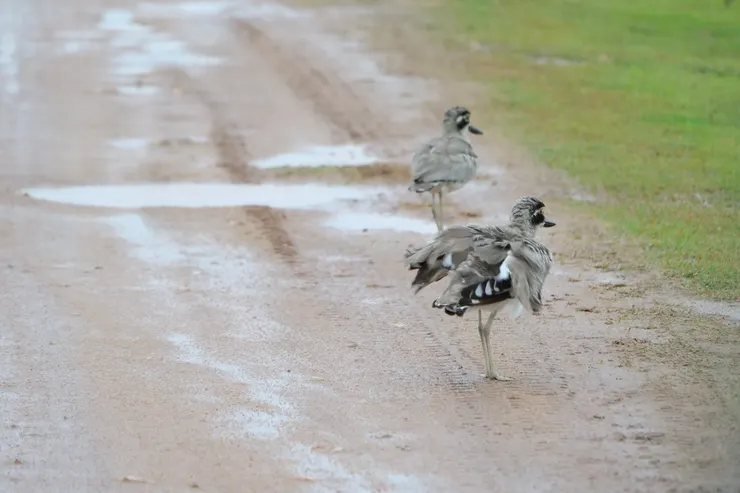 Great Thick Knee