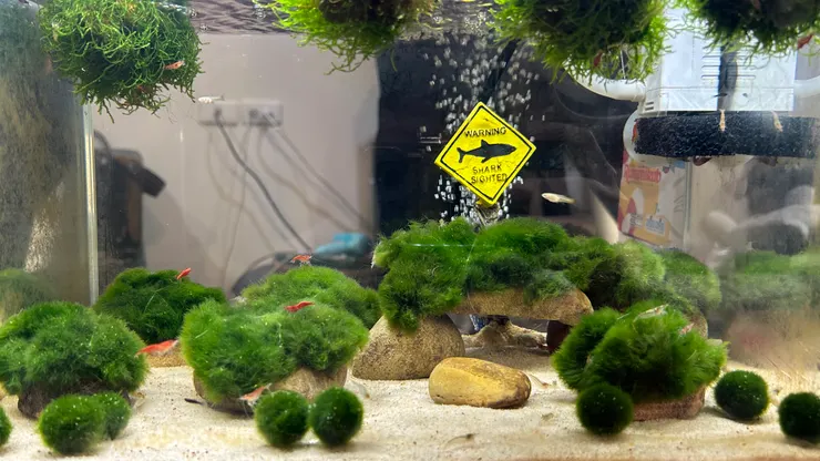 蝦缸負責養魚仔