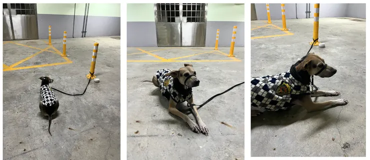 趴下三次的紀錄