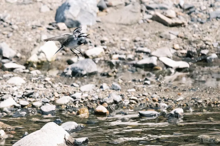 裁切後的照片中,白鶺鴒後方河岸的砂礫產生了有些躁動的散景。