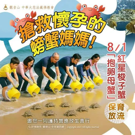 搶救懷孕的螃蟹媽媽~抱卵母蟹生生不息