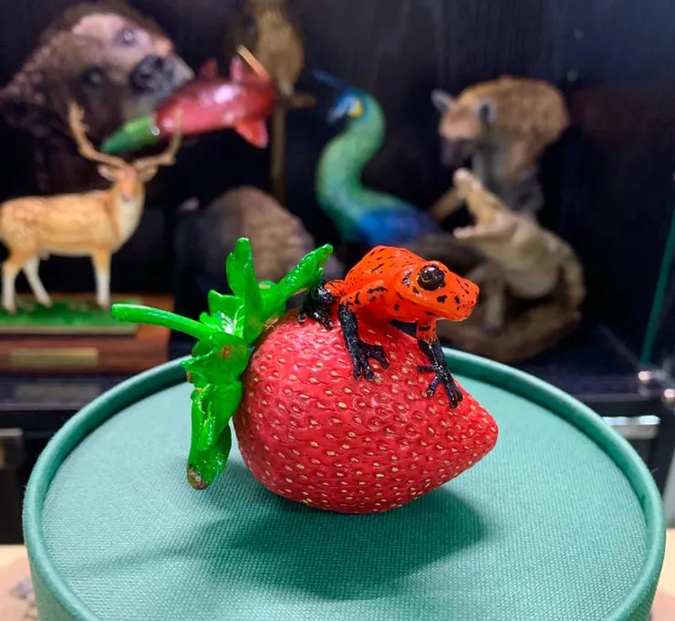 呃，除了草莓，其他小動物很容易被咱毒死，呱，像後面那些標本～沒有「林媽媽」