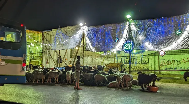 路邊待售的羊羊們(筆者攝)