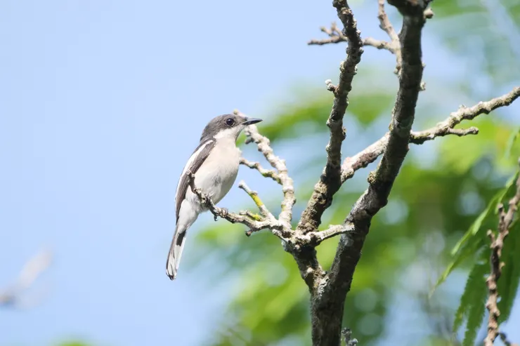 褐背鶲鵙  Bar-winged flycatcher-shrike