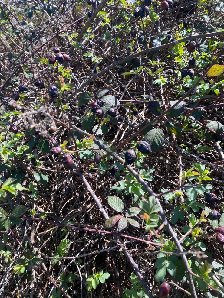 充滿荊棘的果樹