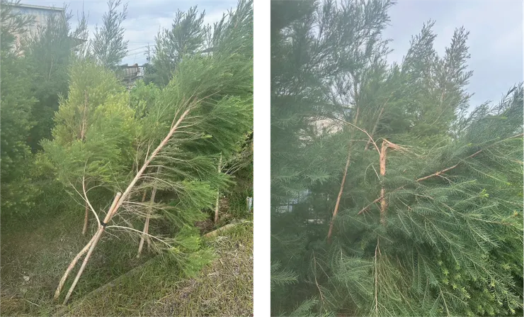 最近的免費颱風力，幫我們砍樹枝@@
