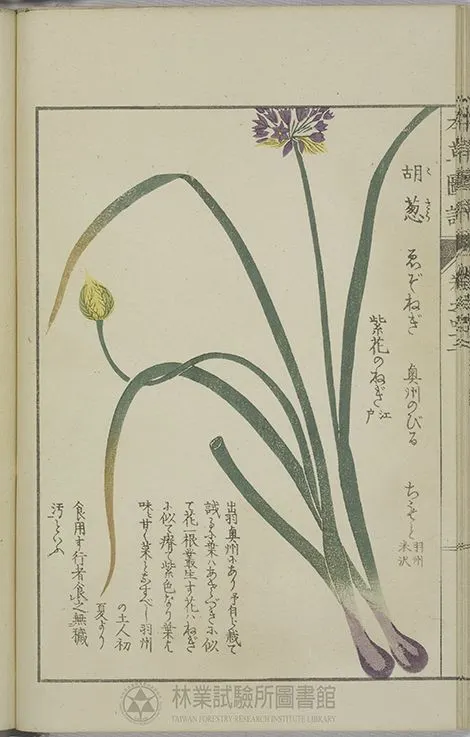胡蔥圖,日本本草學家岩崎常正於1828年所編著《本草圖譜》
