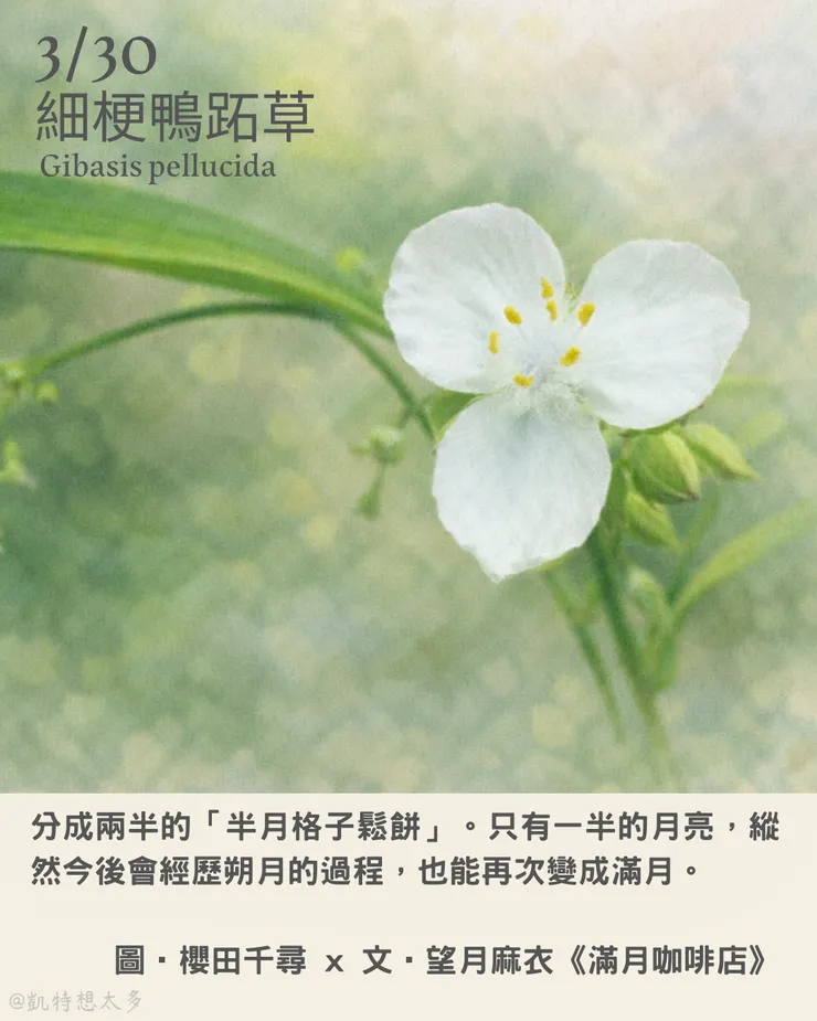 細梗鴨跖草×《滿月咖啡店》