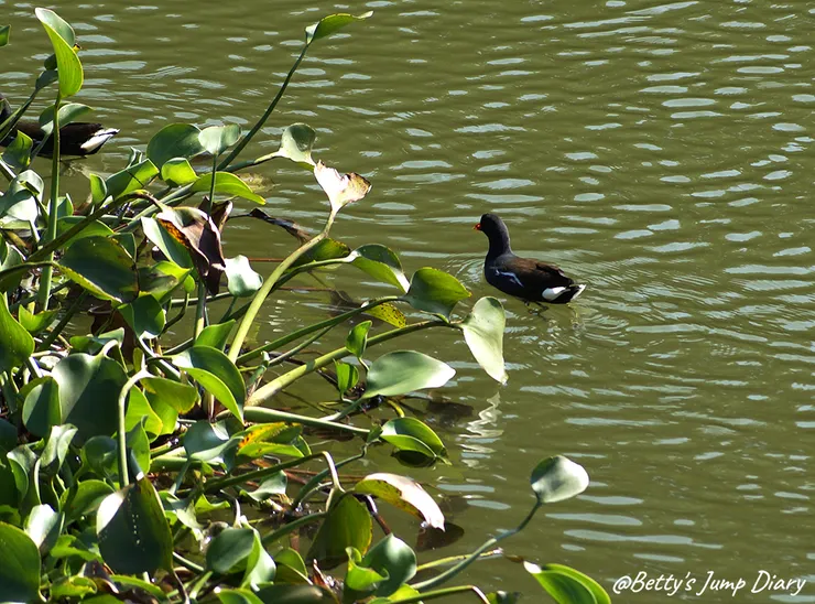 ▲新竹峨眉湖環湖步道-至真段/圖片來源:Betty's Jump Diary