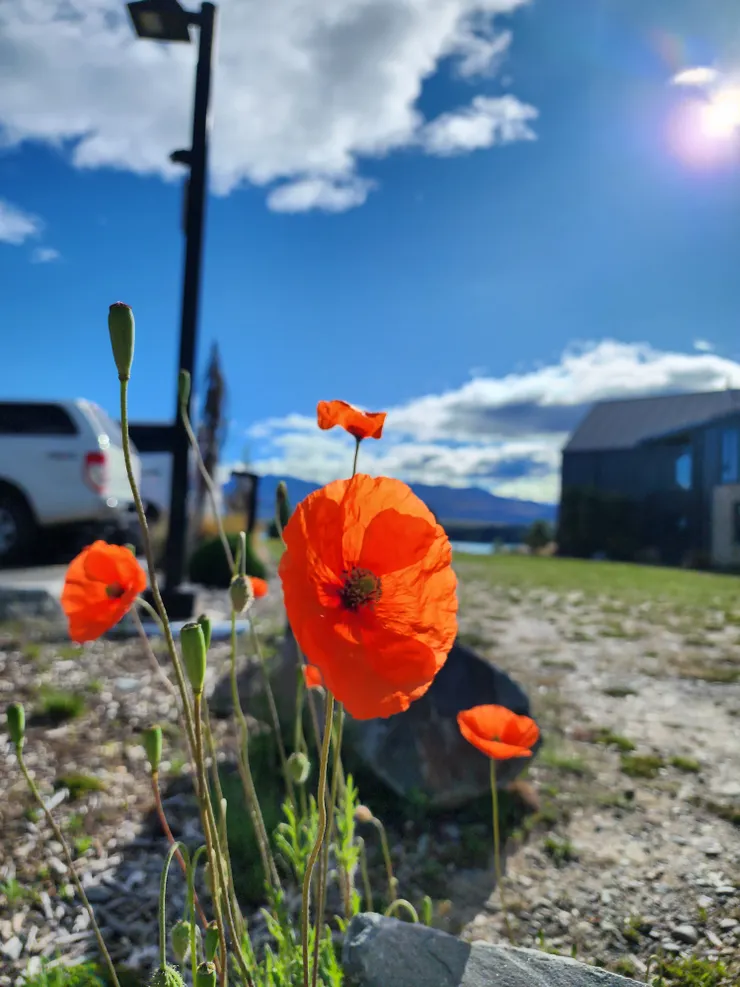 等車時隨手拍的小花