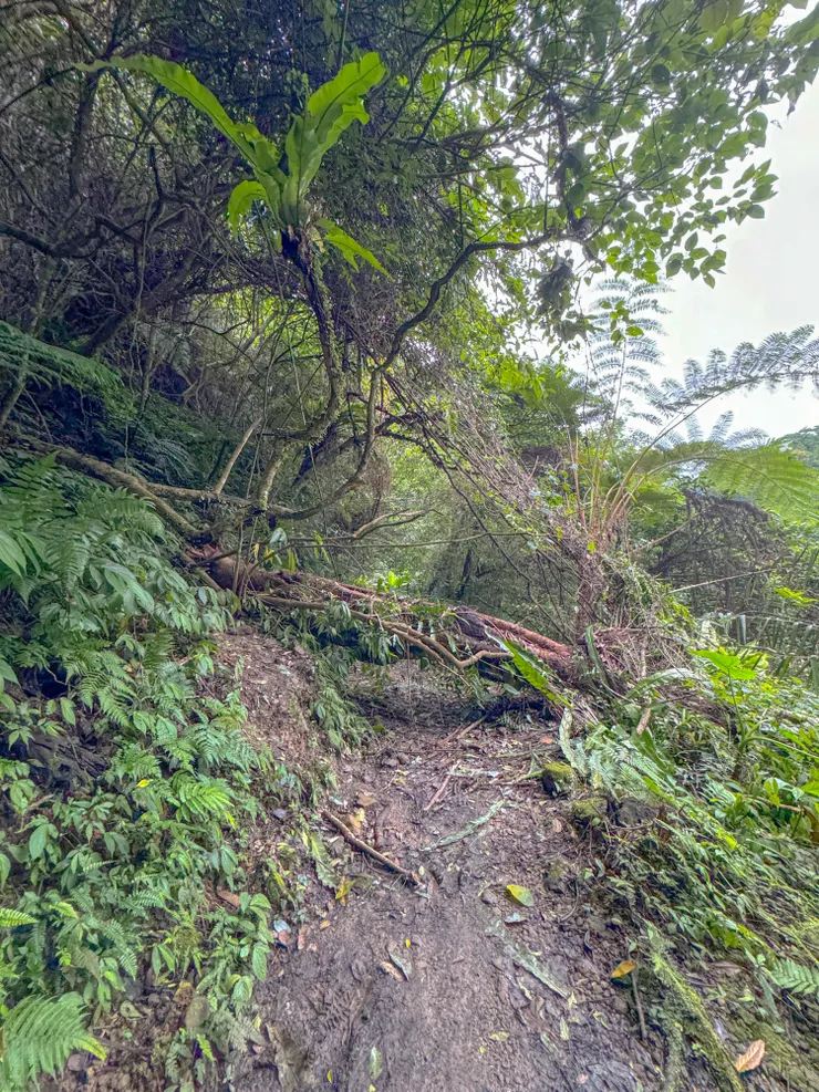 大樹擋路,無礙,從旁邊爬過