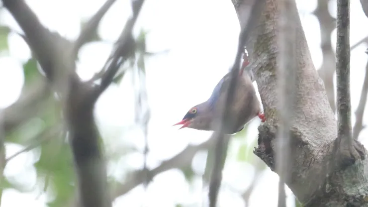 Velvet-fronted Nuthatch  絨額鳾 