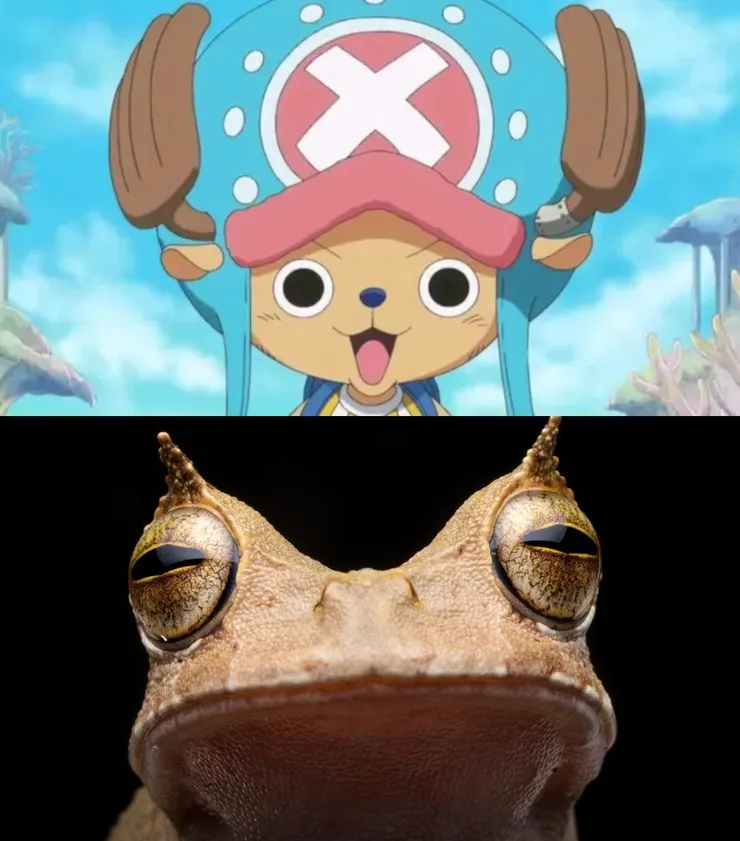 不產蝌蚪的怪蛙,野外消失十年後再度現身