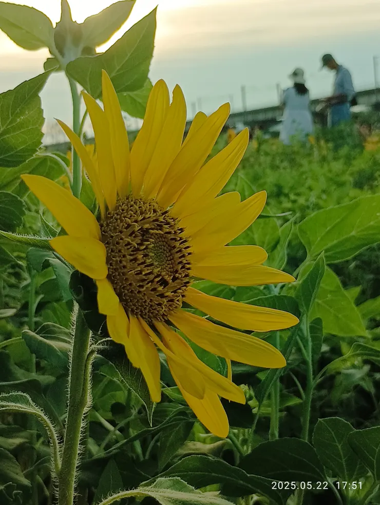 屏東舊鐵橋波斯菊向日葵正盛放，遊人如織呀！自拍攝