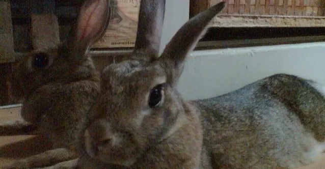 陽台睡兔的沙龍