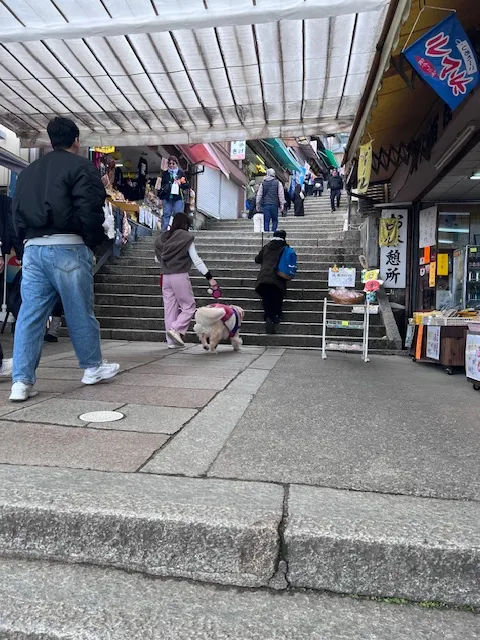 跟主人參拜的狗狗，photo by bookarchery