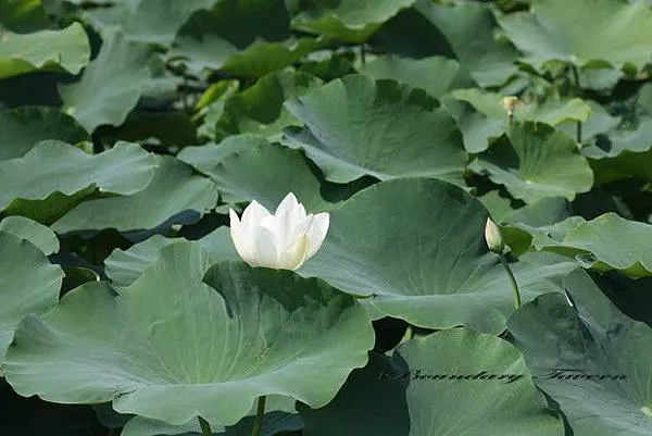 綠葉田田藕花稀的白花藕