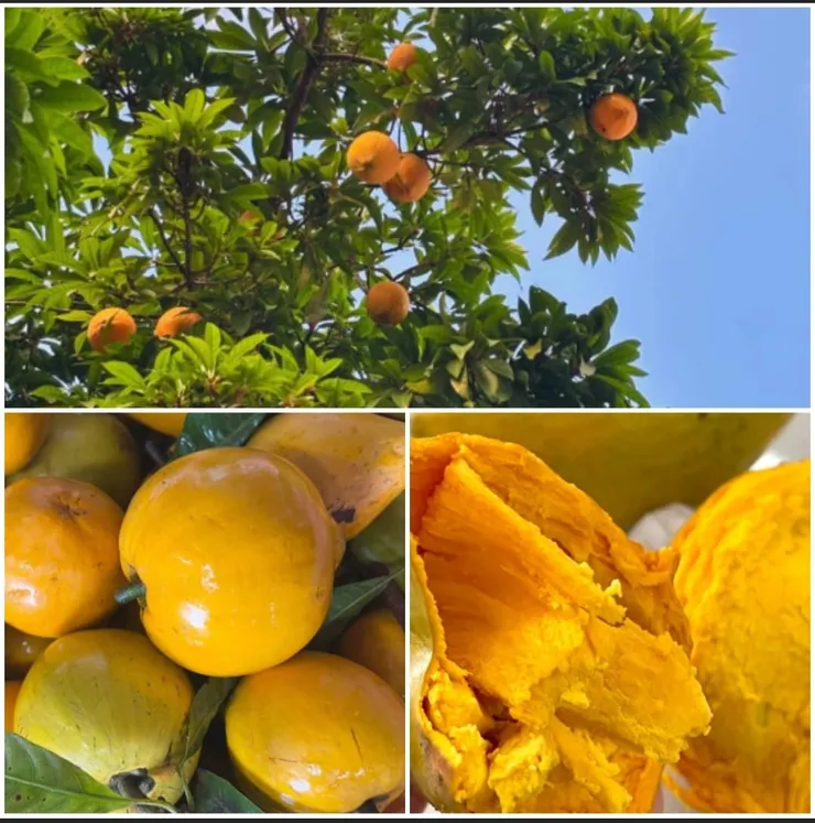 蛋黃果(Pouteria campechiana)