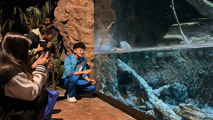 海洋公園新迎來的保育類豬鼻龜加入海洋大家庭