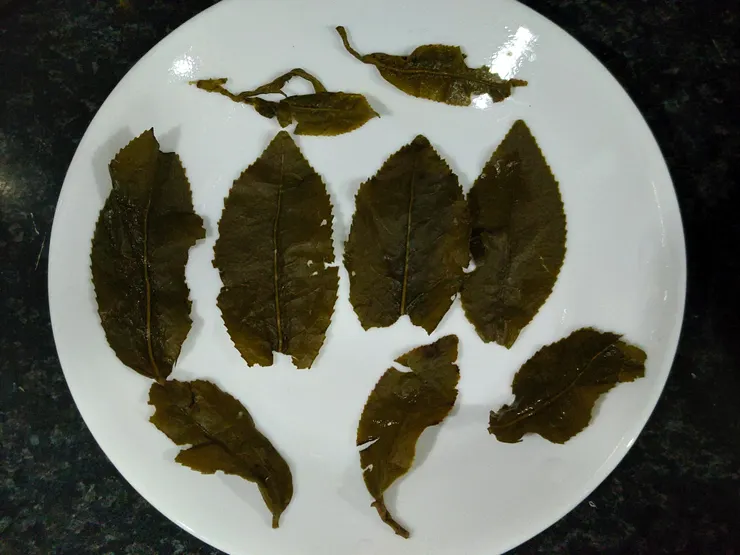 嫩採大葉子、一心一葉