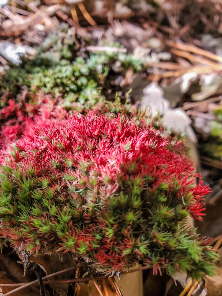 萬綠叢中好多紅🤪