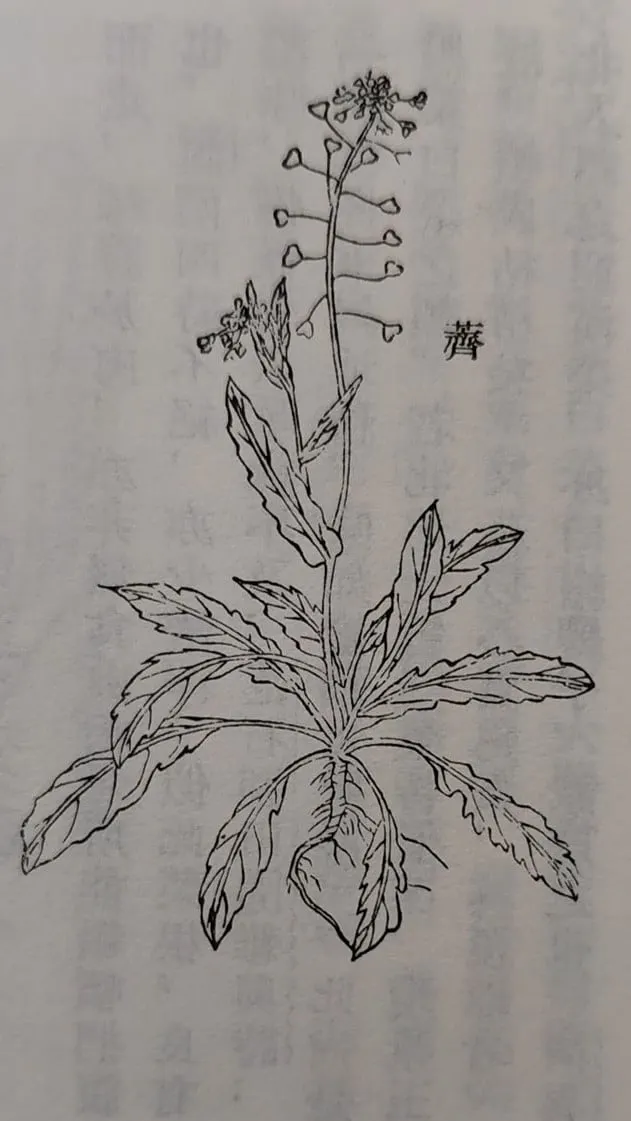 清代《植物名實圖考》所繪製的薺菜