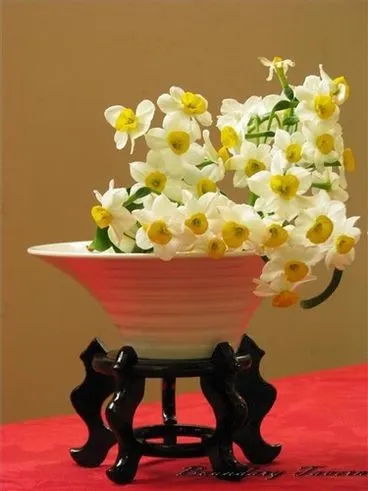 水仙花白色花瓣上的金色副花冠,經常被譽為「銀台金盞」