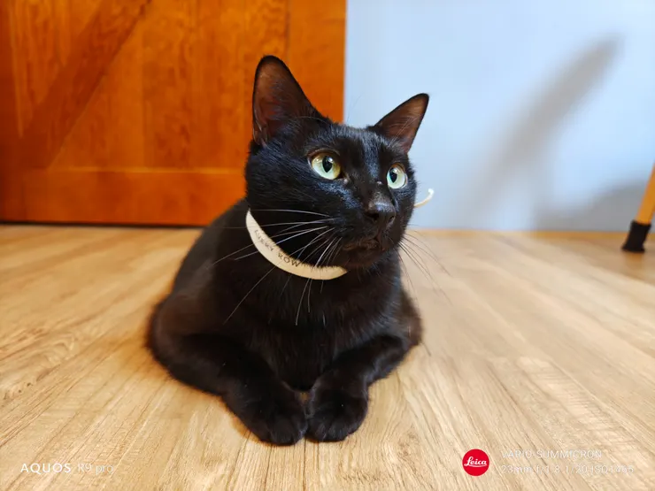 當寵物進入畫面時,AI自動偵測場景就會切換到寵物模式,準確抓住寵物眼睛,真的很聰明。這張的散景也非常優秀(SHARP AQUOS R9 pro,23mm)