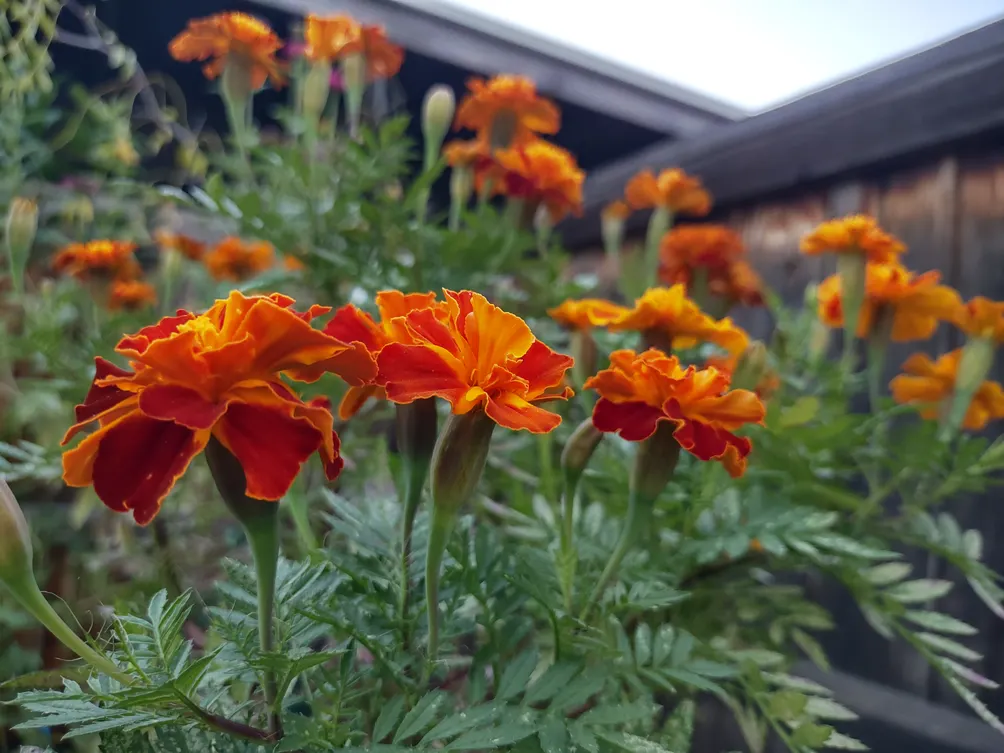 人在櫻府 Sacramento