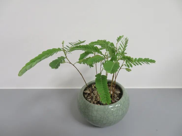 中山社大113.05.23