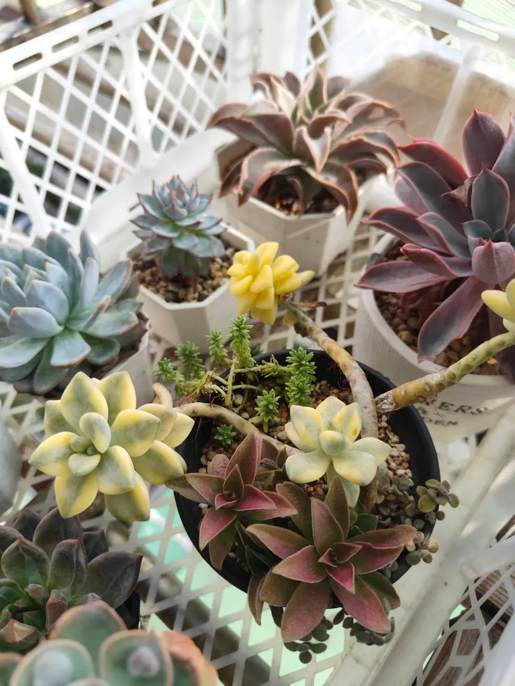 這區比較遠，馬迪巴(上方捲葉款) 在我手機伸不到的地方