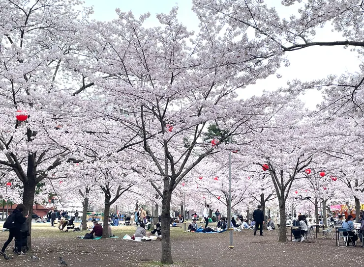 仙台『西公園』櫻花見頃，是不容錯過的賞櫻景點之一。