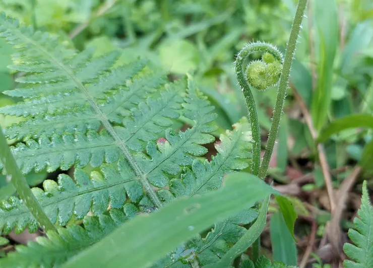 像山林音符一樣的嫩蕨