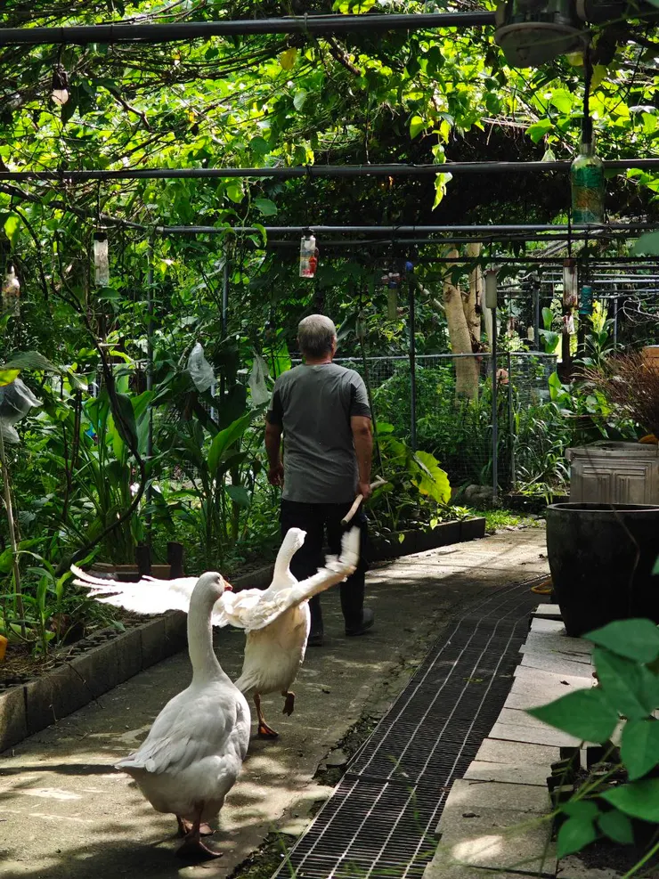 寶藏岩結合在地農戶培育出獨特的自然和田野接觸機會，這是農戶大哥養的鵝