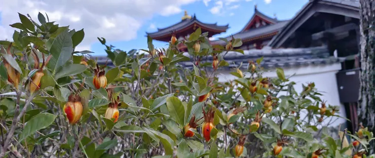 鳳凰堂園區內的植物。自行拍攝