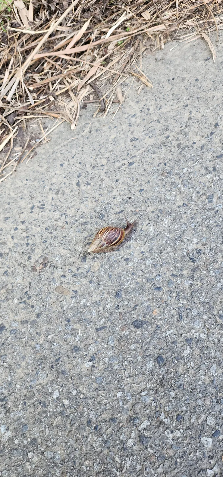 前行時牠亦前行，我回頭時，牠已完成此生