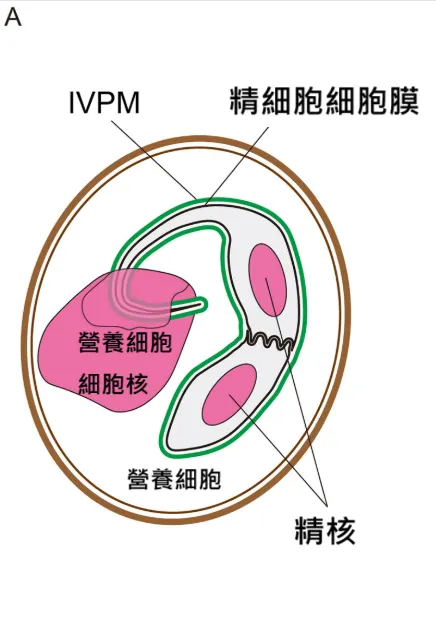 花粉內部的狀況。圖片取自Sugi et. al., 2023.
