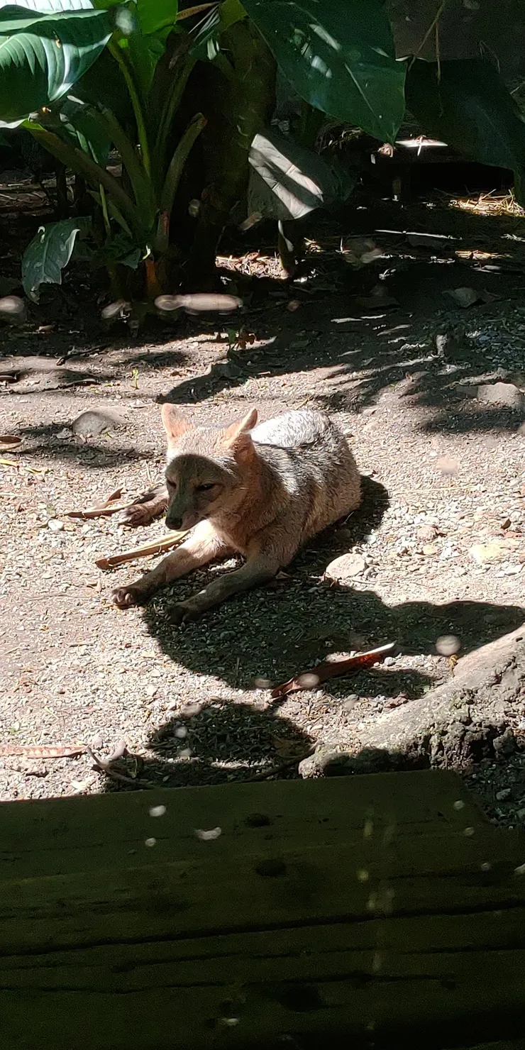 灰狐狸，一臉想睡覺