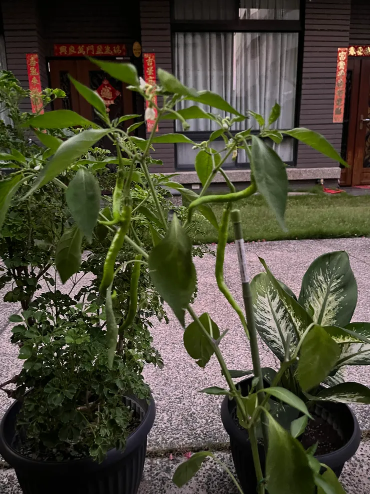綠色辣椒長大了但都沒變紅