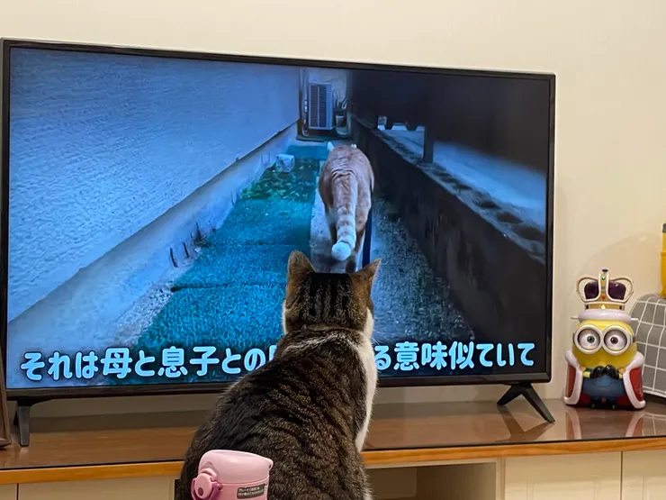 冰冰也想散步嗎？