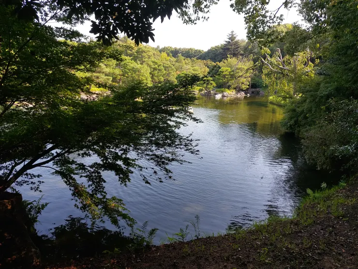 從樹林內部拍出去的樣子，很喜歡這種有稍微拍出光影落差的美景