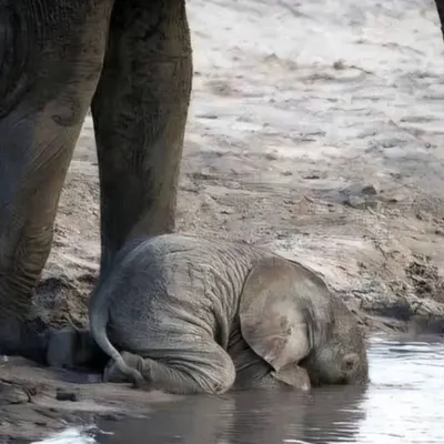 小象不用鼻子喝水的沙龍