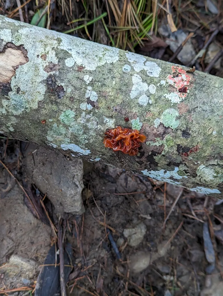 說句實話，我不知道這是不是菇菇