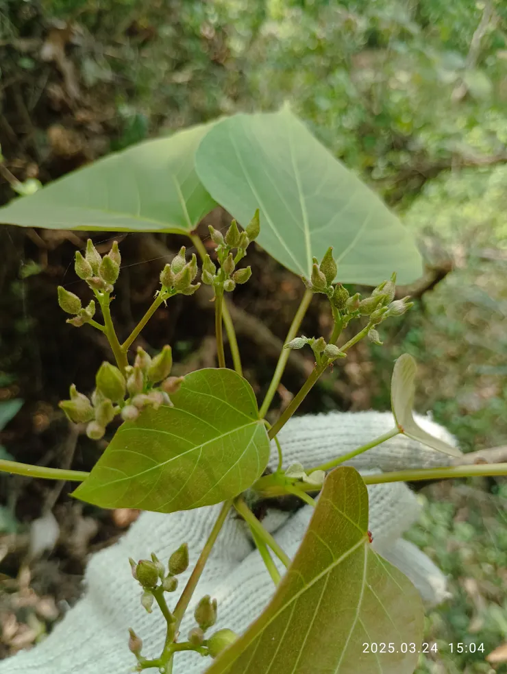 初遇今年油桐花開，花序，自拍攝
