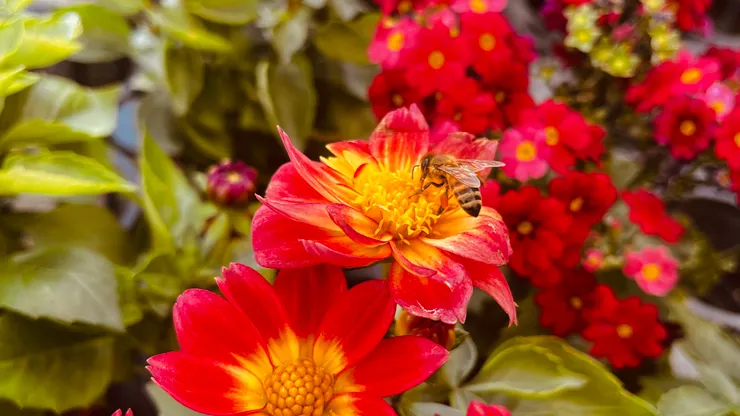 埔茂花市的大理花