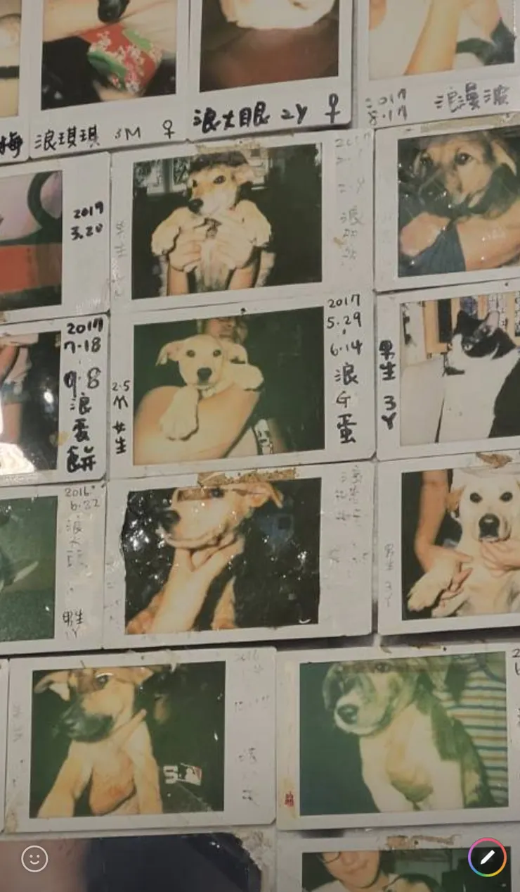 妹妹去浪浪別哭咖啡店拍的，有看到亮點嗎？