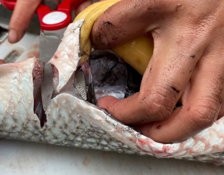 最後用剪刀剪斷魚肉部分