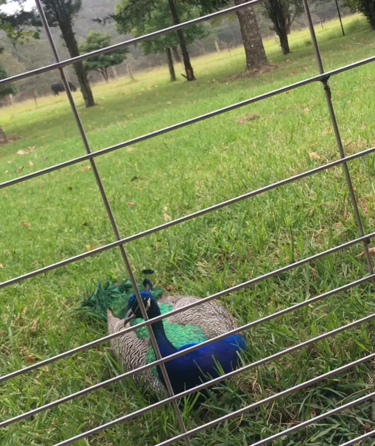 安妮養的孔雀靜靜地聽著我們聊天