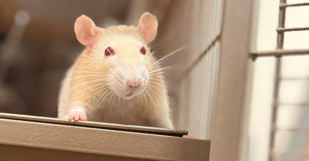 鼠尾巴 | Rat Tales Daily